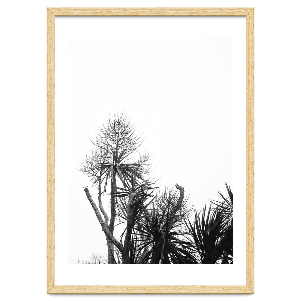 Miminalist Palm