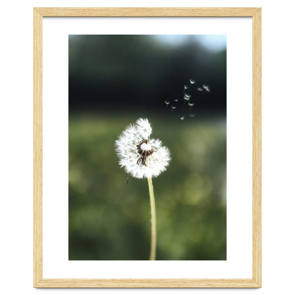 Dandelion Wish Photography