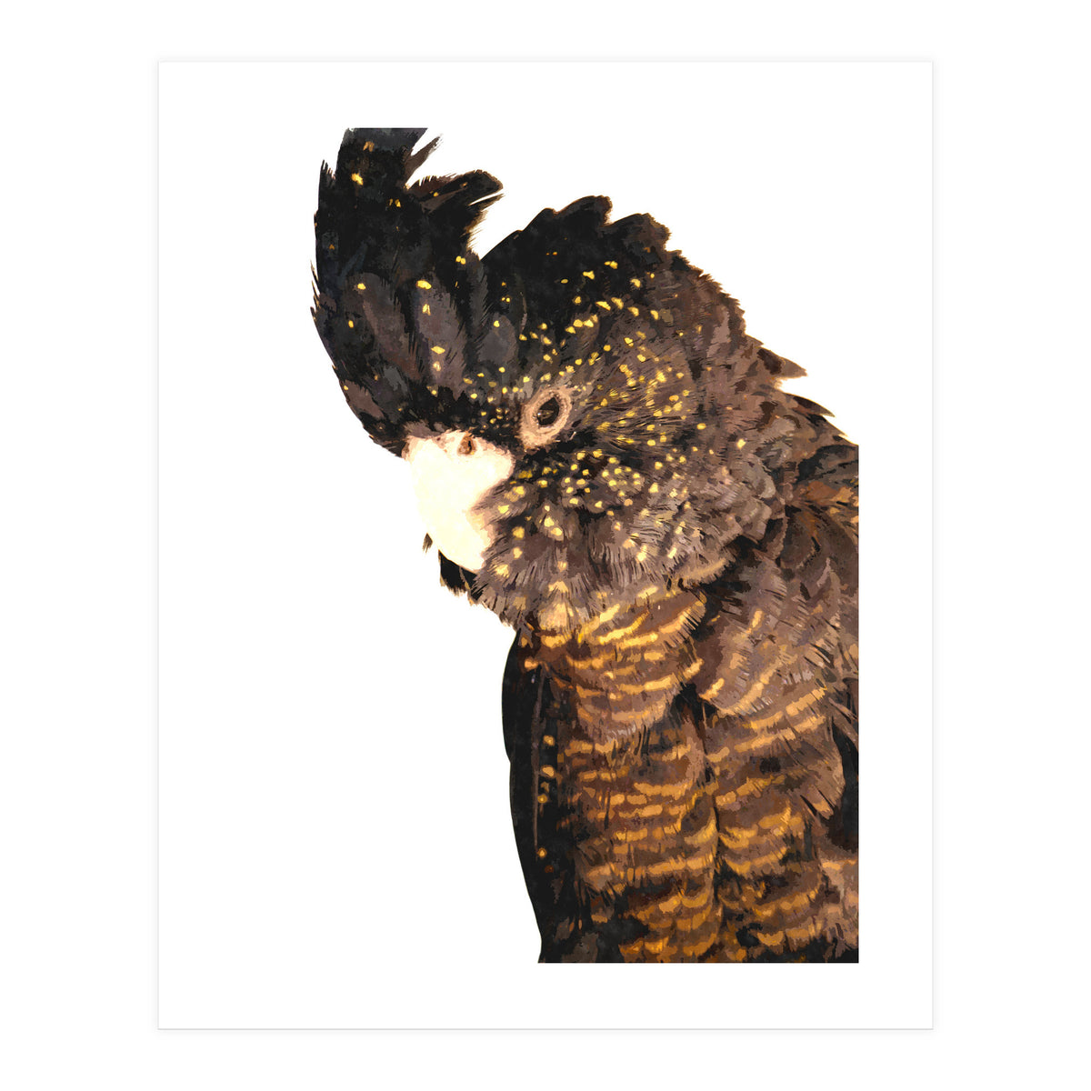 Black Cockatoo  (Print Only)
