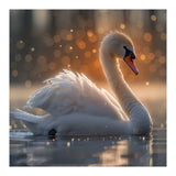 Majestic Swan Gliding On Water During Sunset Golden Hour Wildlife (Print Only) thumbnail