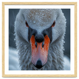 Close Up Of A Swan's Face With Water Droplets thumbnail
