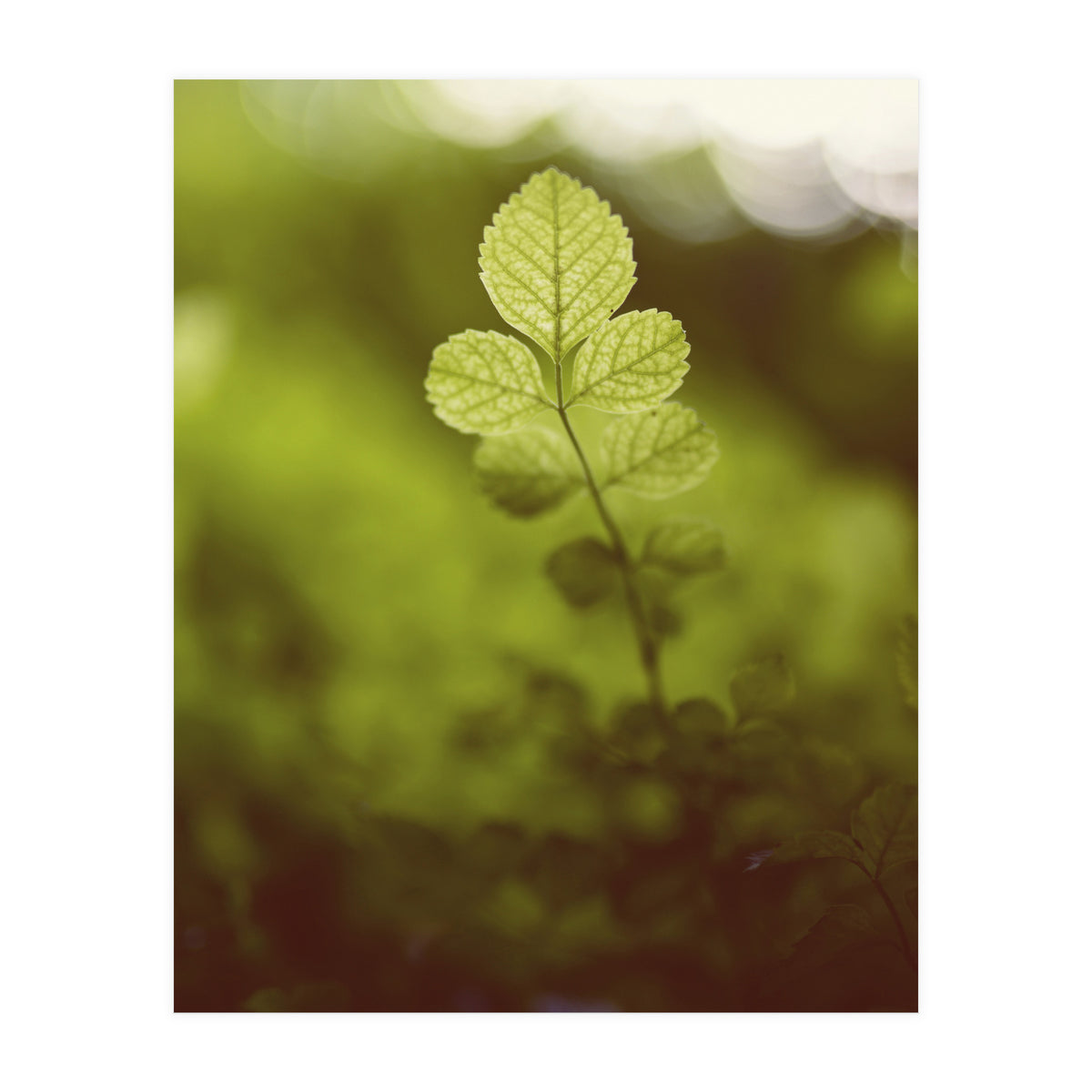 Out of the green (Print Only)