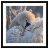Close Up Of A Swan Covered In Frost And Dew thumbnail