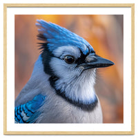 Blue Jay Bird Close Up Detailed Portrait