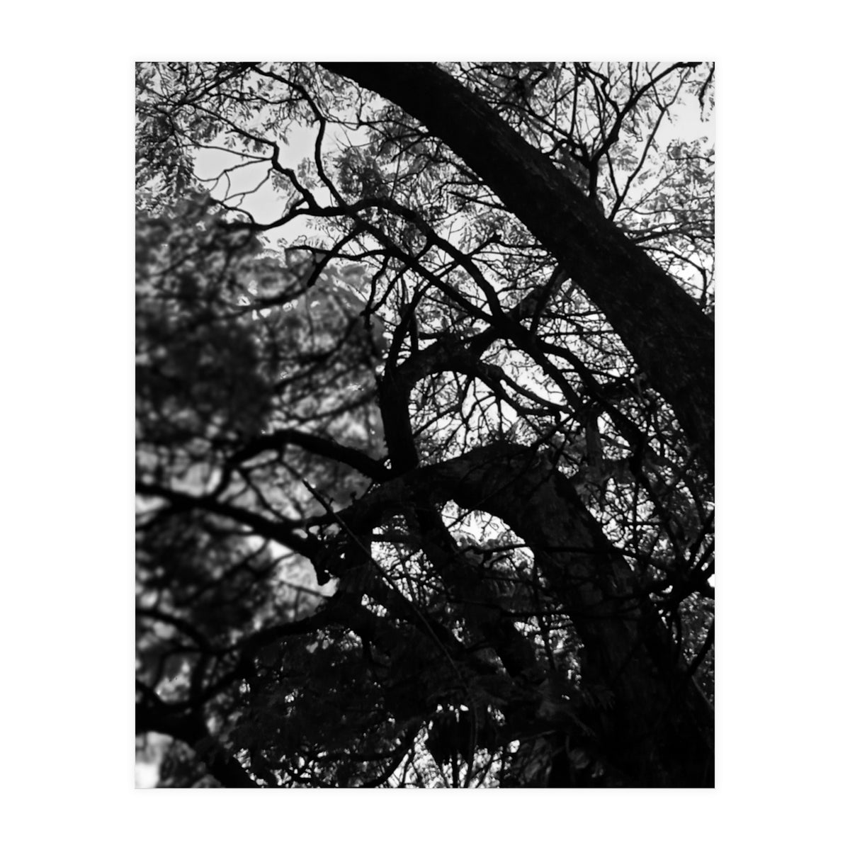 Tree Black Silhouette (Print Only)