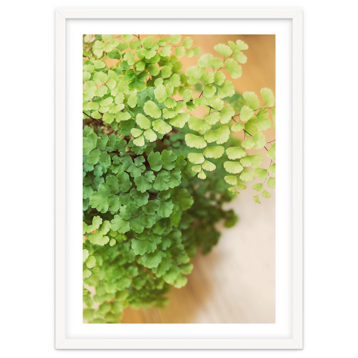 Maidenhair Queen
