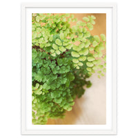 Maidenhair Queen