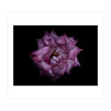 Backyard Flowers No 111 Color Version (Print Only) thumbnail