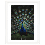 Peacock Portrait Photography thumbnail