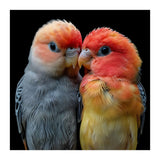 Two Lovebirds Nuzzle Together (Print Only) thumbnail