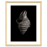 Shells No 2 thumbnail