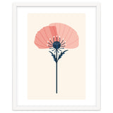 Pink Half Poppy thumbnail