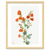 Mary Vaux Walcott – Scarlet Globe Mallow (Sphaeralcea grossulariaefolia) (1927) thumbnail