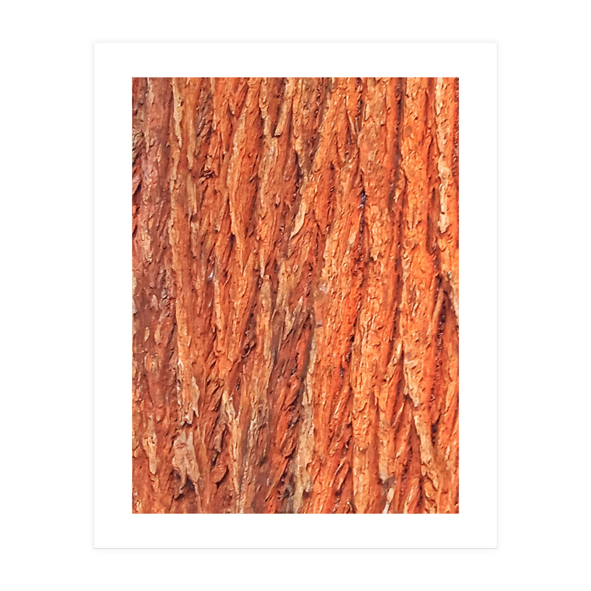 Tree Bark (Print Only)