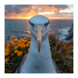 Albatross Bird With Intense Gaze By The Sea (Print Only) thumbnail