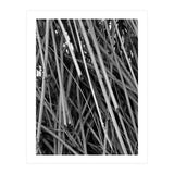 Black Tectorius Plant Shoots Art (Print Only) thumbnail