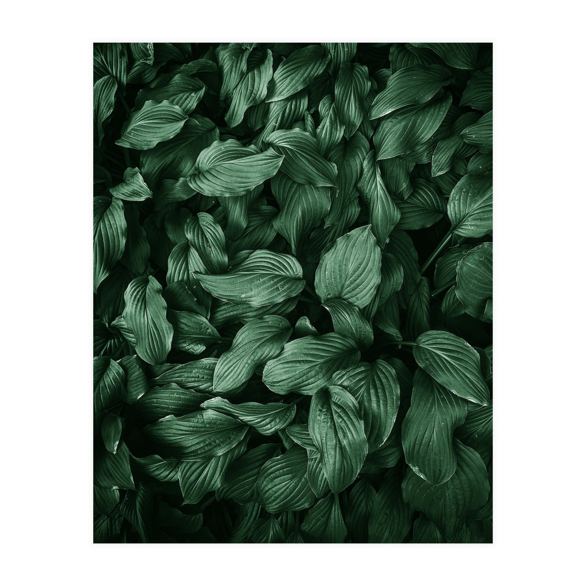 New Foliage Green Ii (Print Only)