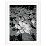 Hylas | Black & White thumbnail