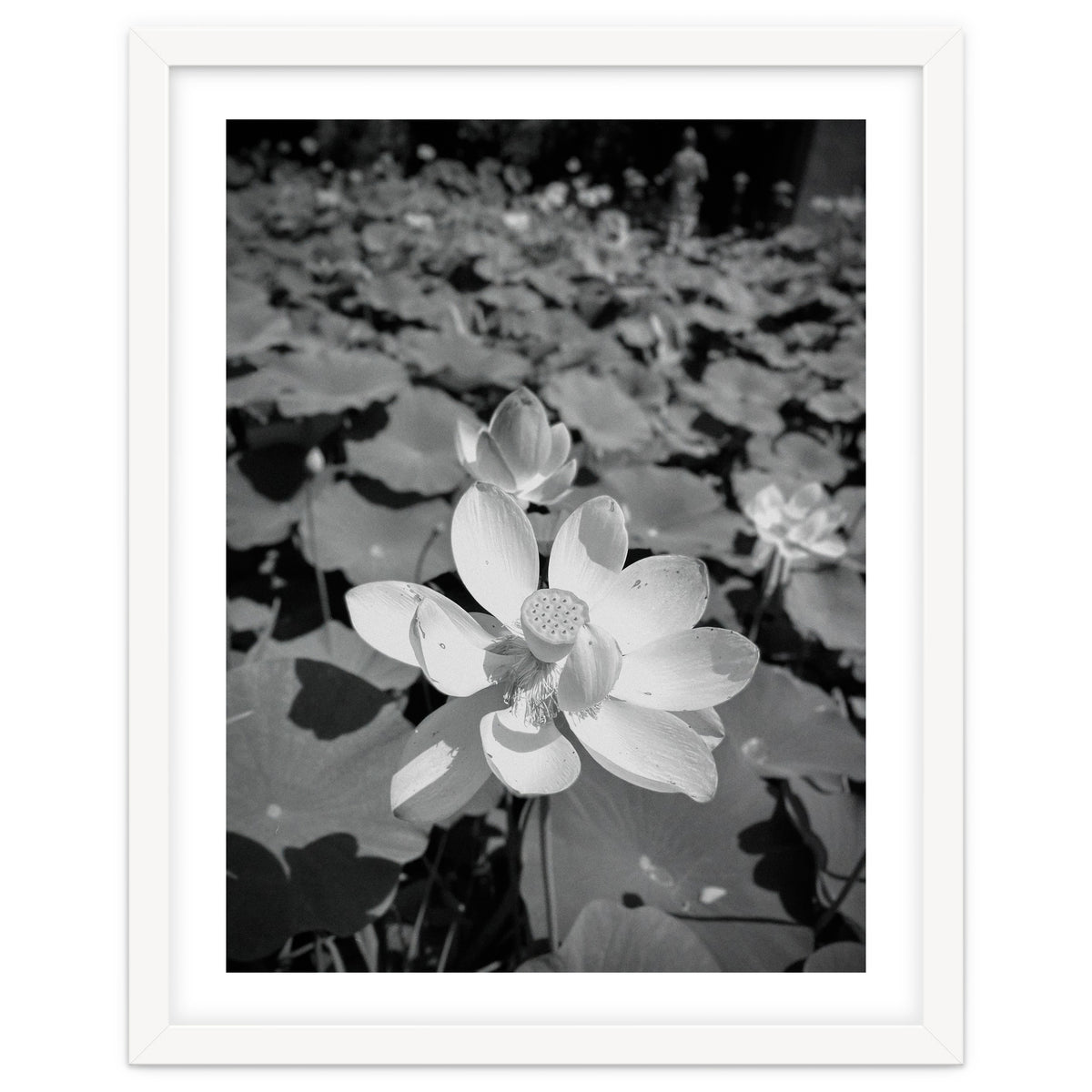 Hylas | Black & White