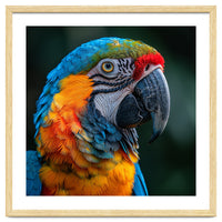 Close Up Of A Colorful Macaw Parrot