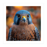 Close Up Of A Kestrel Bird Of Prey Portrait (Print Only) thumbnail
