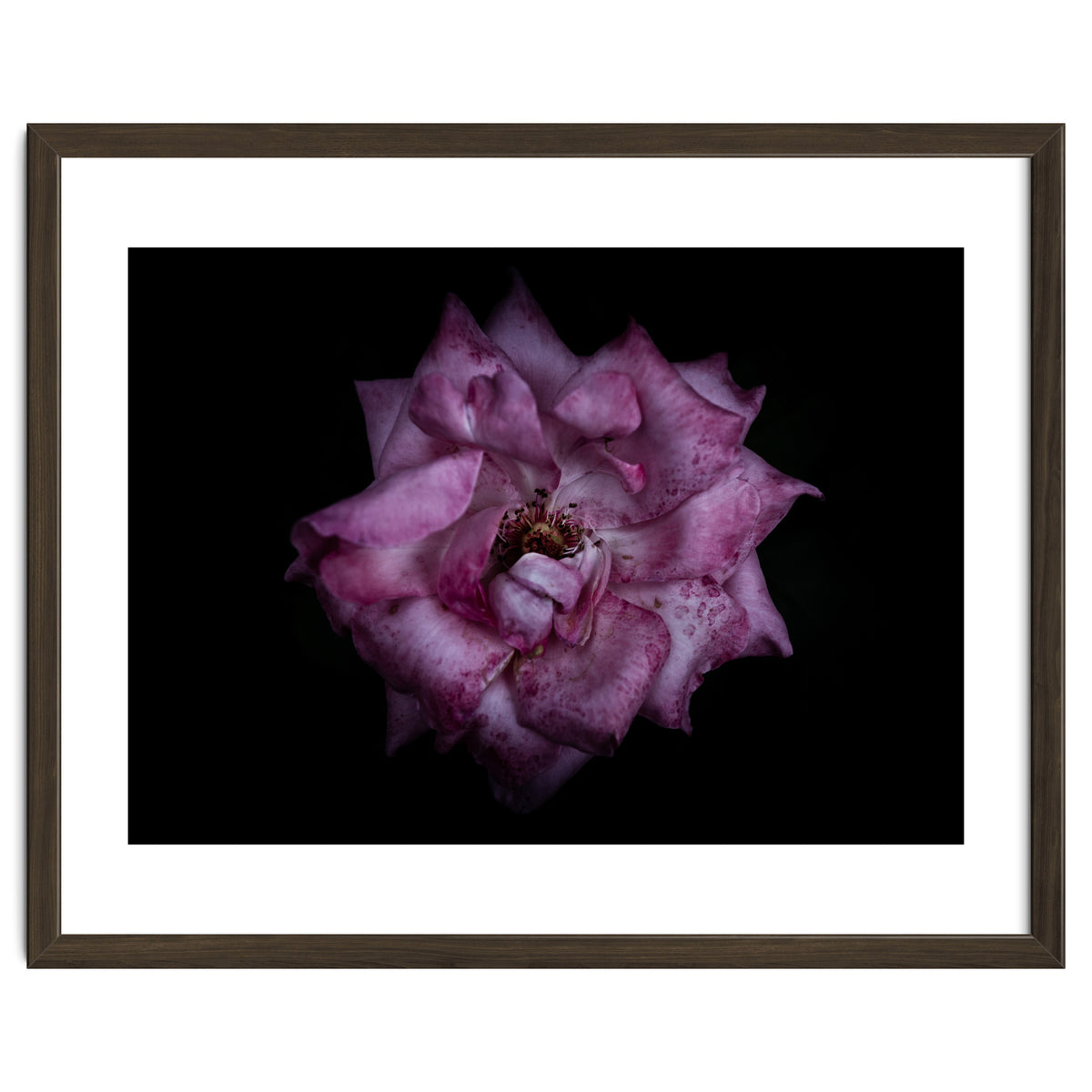 Backyard Flowers No 111 Color Version