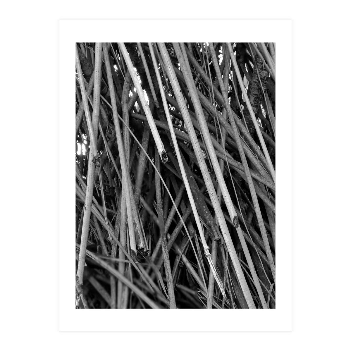 Black Tectorius Plant Shoots Art (Print Only)