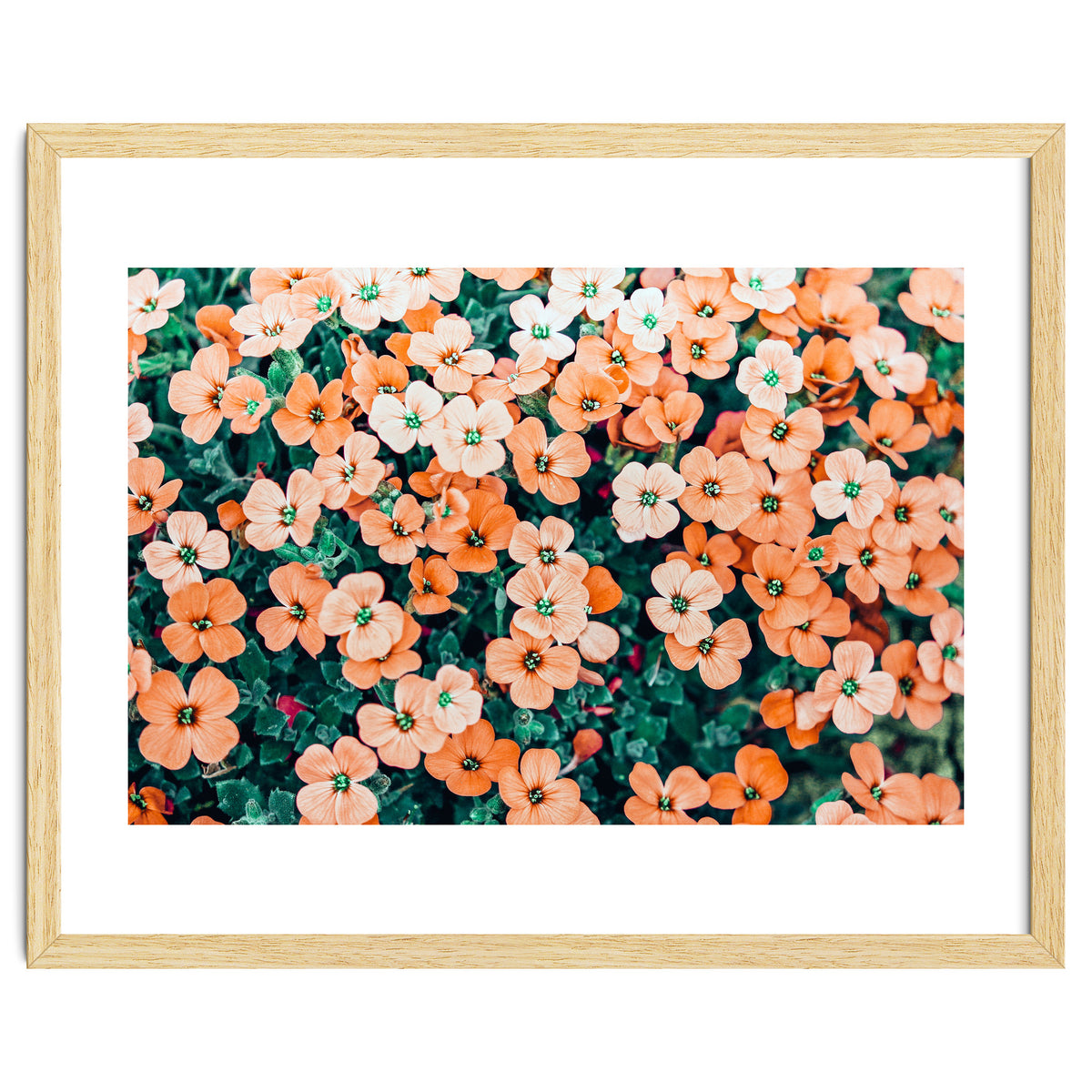 Floral Bliss, Nature Photography Garden Meadow, Blush Orange Coral Summer Flowers Botanical