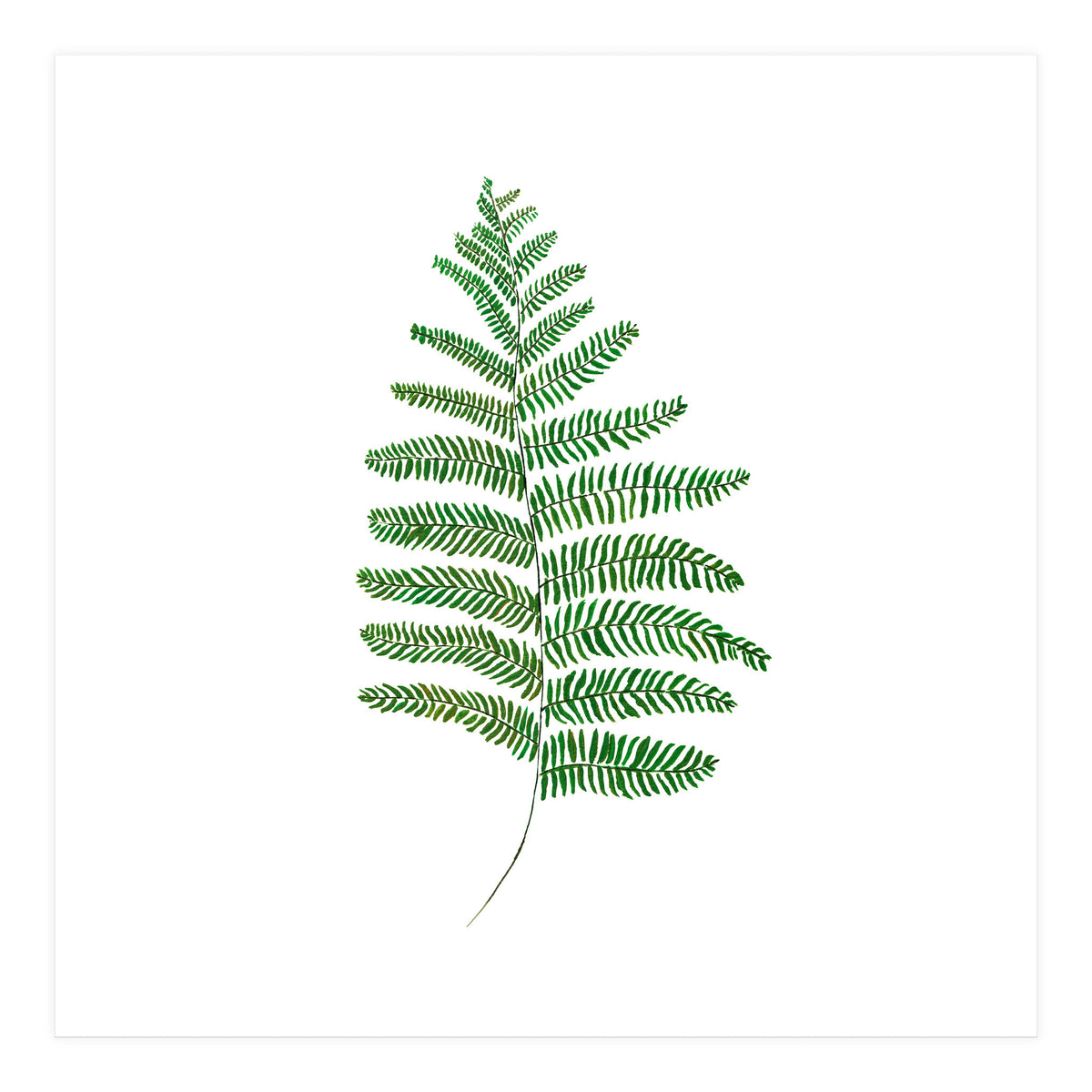 Fern  (Print Only)