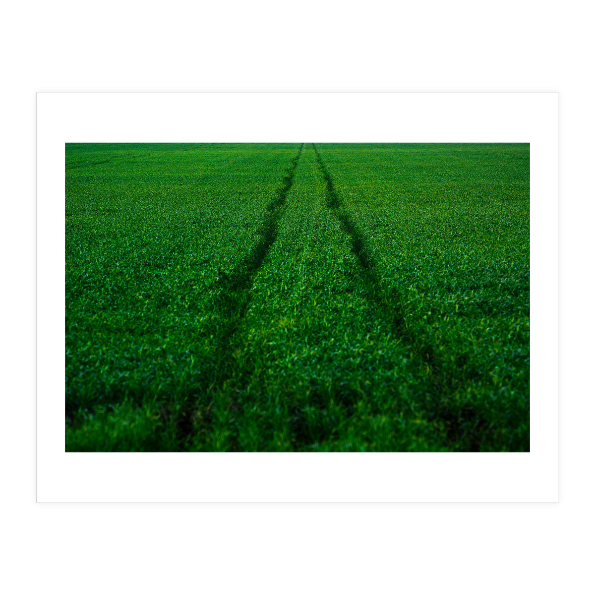 Track and Field (Print Only)