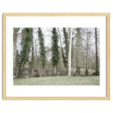 Sole white birch in the trees thumbnail