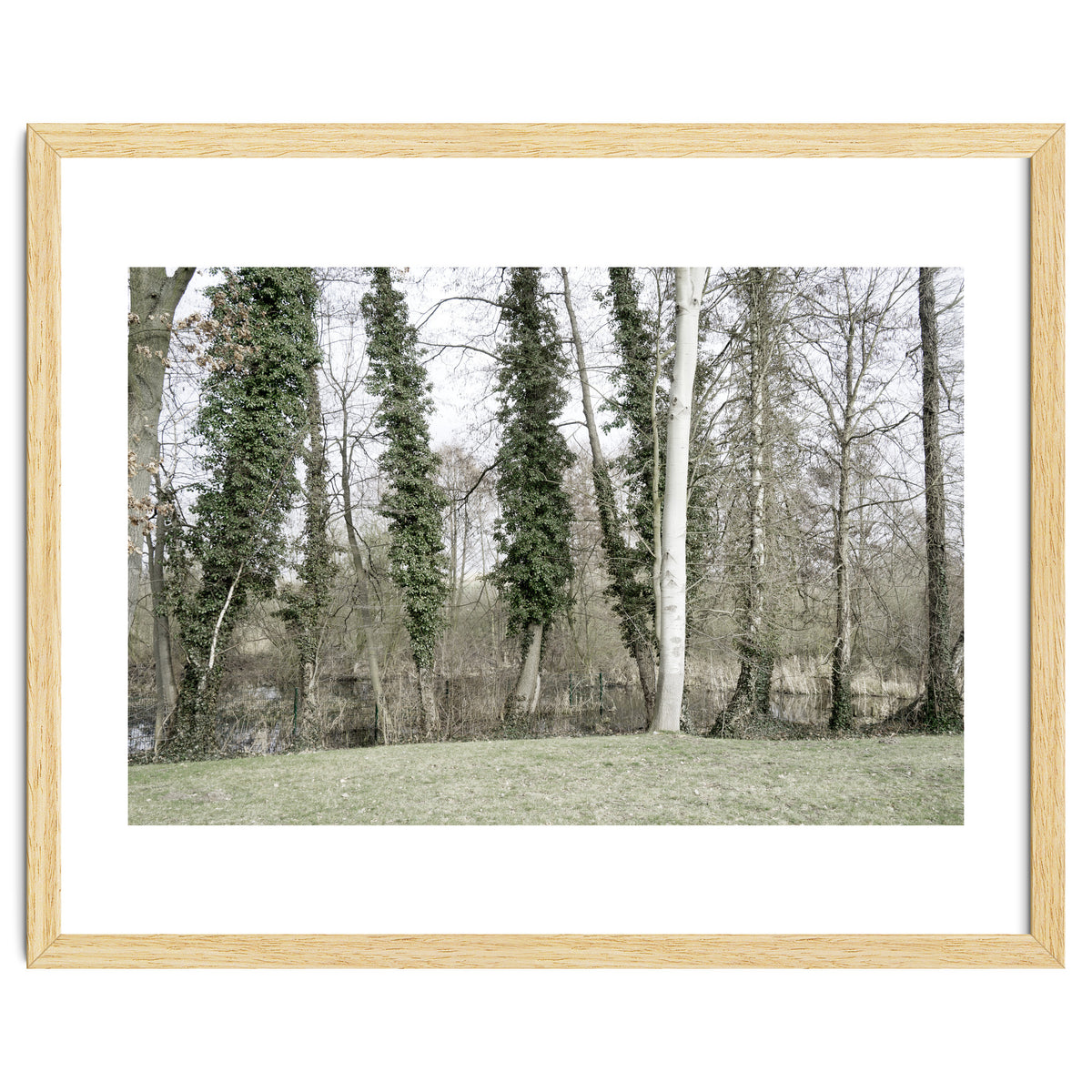 Sole white birch in the trees