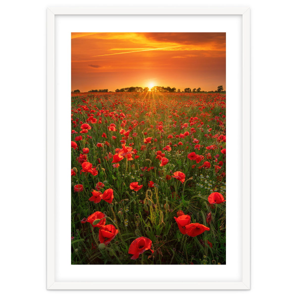 Poppies At Sunset