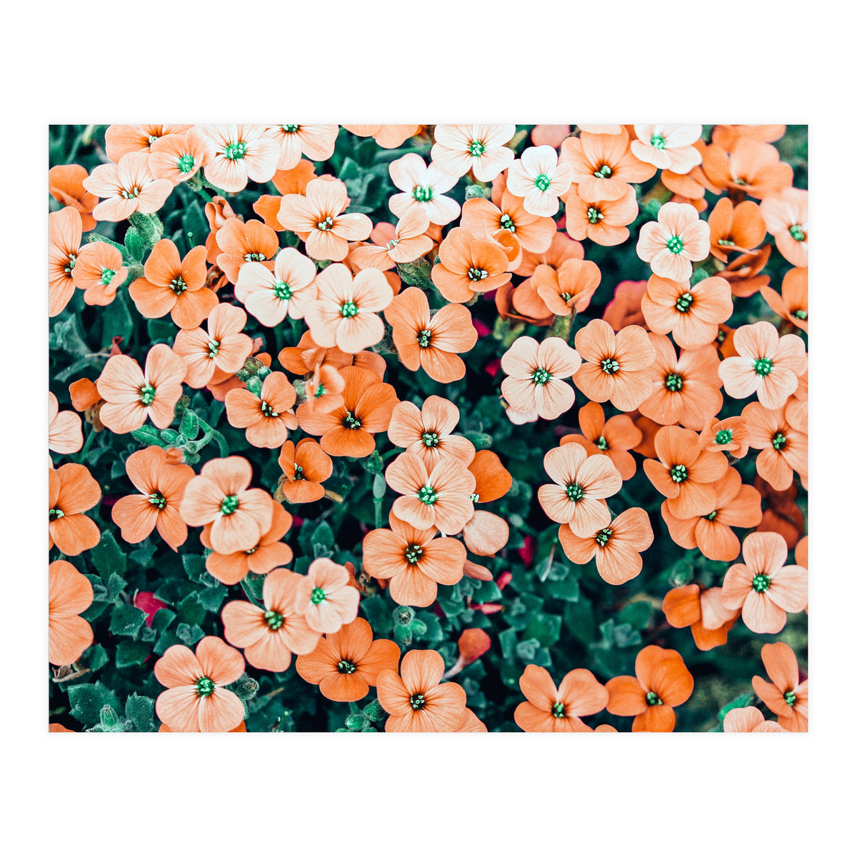 Floral Bliss, Nature Photography Garden Meadow, Blush Orange Coral Summer Flowers Botanical (Print Only)