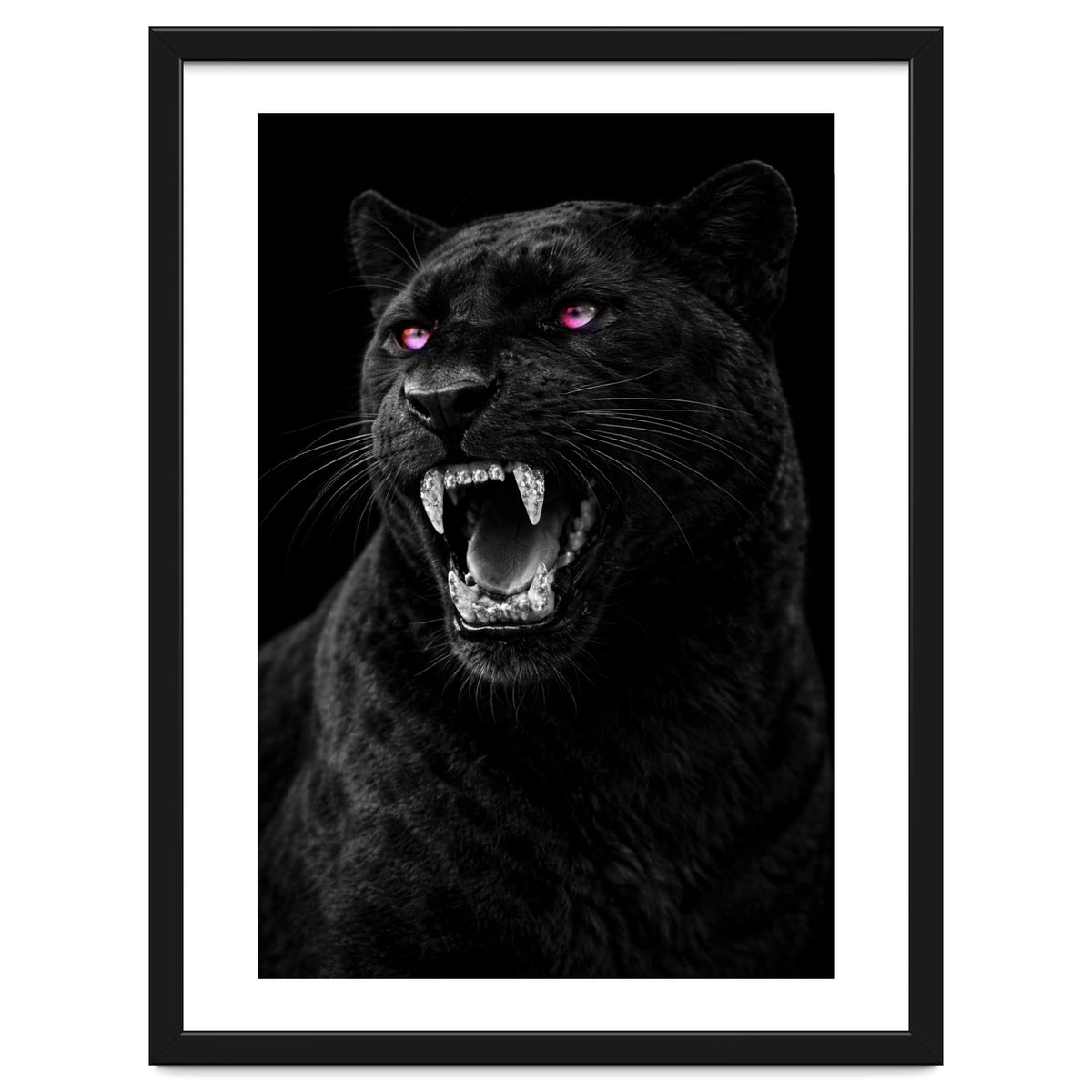 Black leopard with colorful eyes portrait