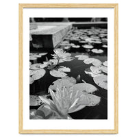 Lotus Pond | Black & White Portrait