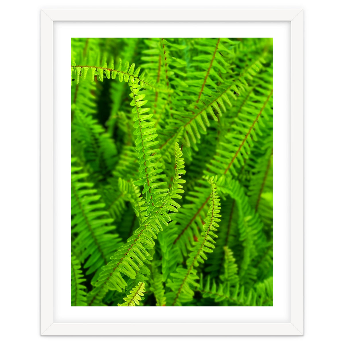Green Ferns