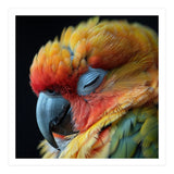 Close Up Of A Sleeping Sun Conure Parrot (Print Only) thumbnail
