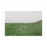 A flock of Sheep in the Green Hill - Iceland  (Print Only) thumbnail