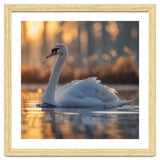 Majestic Swan Gliding On Water At Sunset thumbnail
