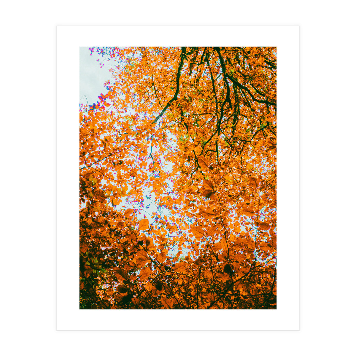 Autumn Leaves (Print Only)