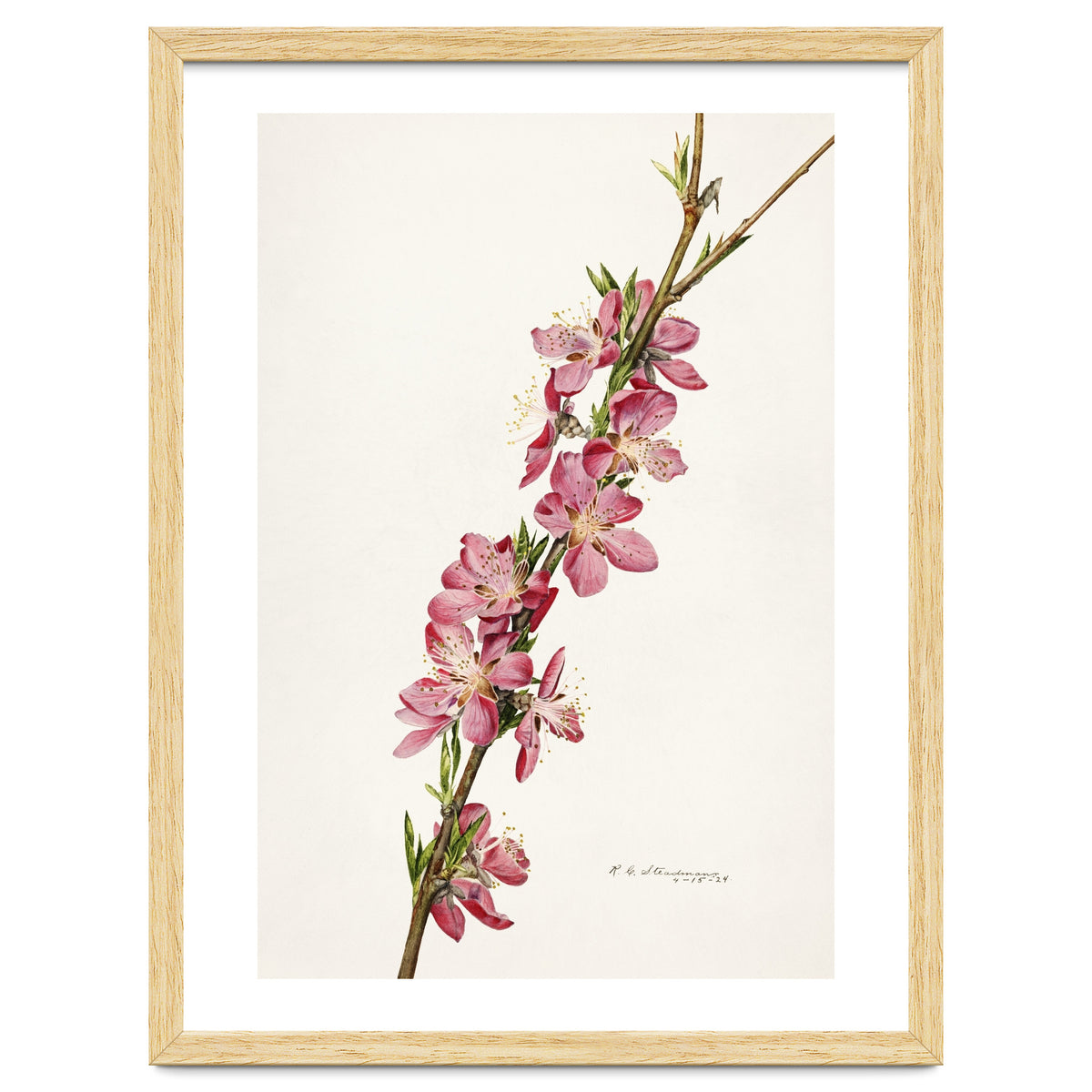 Royal Charles Steadman – Peach (Prunus persica) (1924)