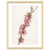 Royal Charles Steadman – Peach (Prunus persica) (1924)