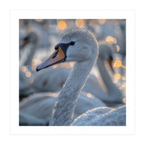 Majestic Swan Close Up With Water Droplets (Print Only) thumbnail