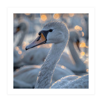 Majestic Swan Close Up With Water Droplets (Print Only)