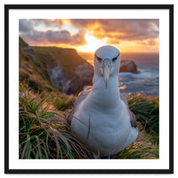 Albatross Bird On Grassy Cliff At Sunset