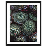 Succulent Plant Ii thumbnail