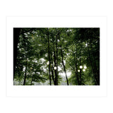 Light bulb among the trees in the summer forest (Print Only) thumbnail