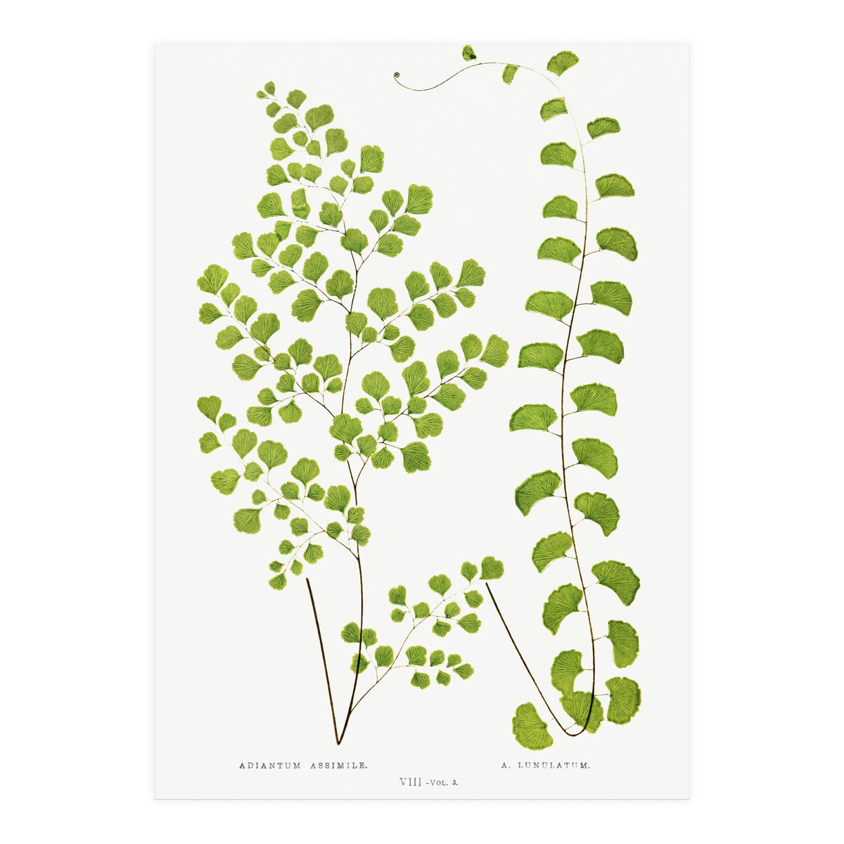 Edward Joseph Lowe – Adiantum Assimile and Adiantum Lunulatum (1856–1860) (Print Only)