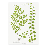 Edward Joseph Lowe – Adiantum Assimile and Adiantum Lunulatum (1856–1860) (Print Only)